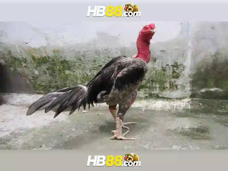 Hướng dẫn đăng ký tại HB88