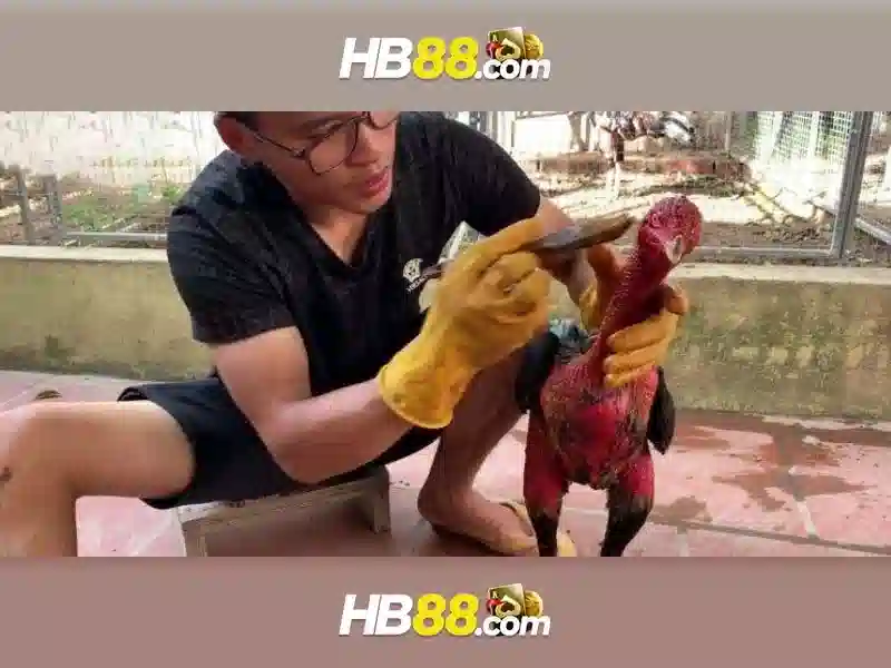 Đăng Nhập Hb88