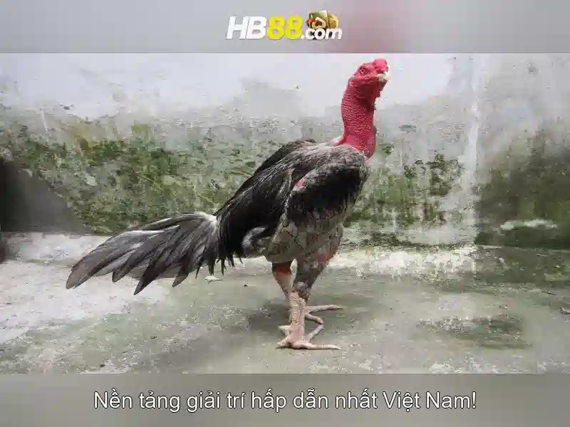 Tải App HB88